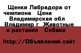 Щенки Лабрадора от чемпиона › Цена ­ 15 000 - Владимирская обл., Владимир г. Животные и растения » Собаки   
